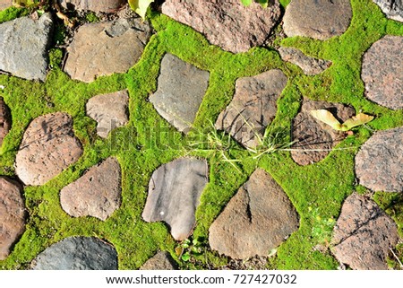 Old gray pavement with moss. Picture can be used as a background