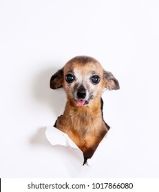 An old, gray-haired, small dog with a protruding tongue peeks through a hole on a white background. Home decorative animal of breed Russian Toy Terrier. Horizontal studio image.
