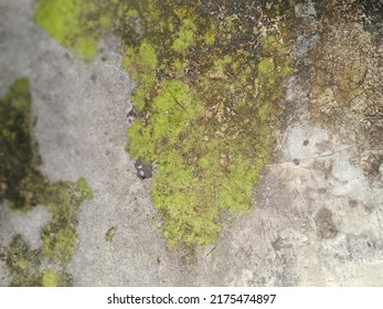 An Old Green Mold On A Cement Flor