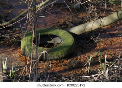 Old Green Tire Floating In The Water. City And Environment Pollution. Garbage In The Mud. Old Tire Covered With Algae.