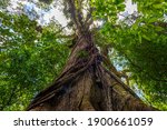 Old green tree, with big roots and krone in the jungle. Arenal Volcano National Park. Costa Rica, Central America.