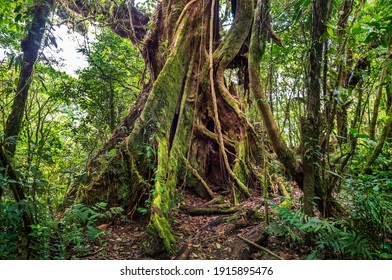 Alter grüner Baum mit großen Wurzeln im Dschungel. Arenal Volcano Nationalpark. Costa Rica, Zentralamerika.