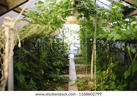 Similar – Laubenpieper I View into a greenhouse with a row of crops, mainly tomato plants, through the door