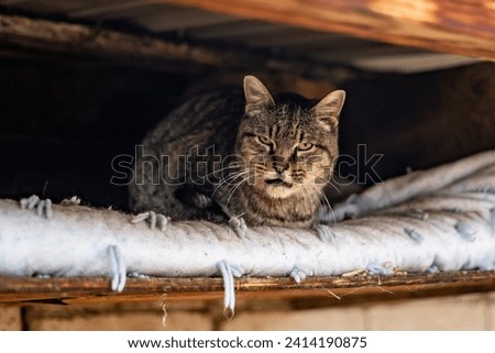 Old Grouchy Tabby Cat Outside in Snow on Bed in Roof Close Up Grump Face mouth Open