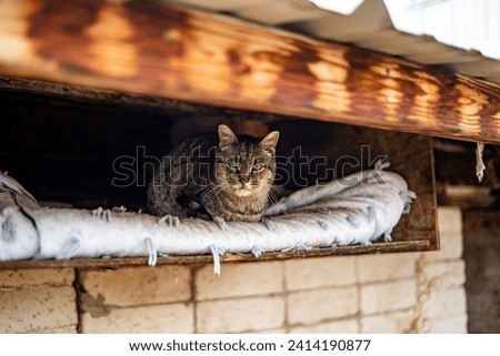 Old Grouchy Tabby Cat Outside in Snow on Bed in Roof Built By Owner Outside Shop