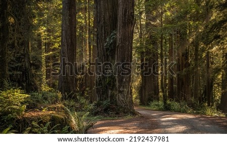 Old Growth Ancient Redwood Forest Panorama. Haze Atmosphere. Crescent City, California, United States of America.