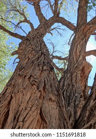 Old Growth Bark on a Cottonwood Tree