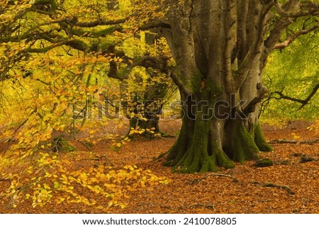 Old growth Beech tree with yellow green and gold autumnal leaves moss covered base and rust coloured leaves on the forest floor.