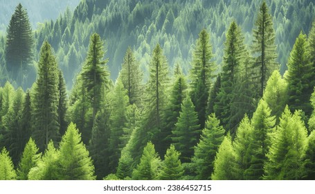 Old growth forest of healthy green spruce, fir and pine trees