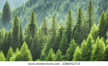 Old growth forest of healthy green spruce, fir and pine trees