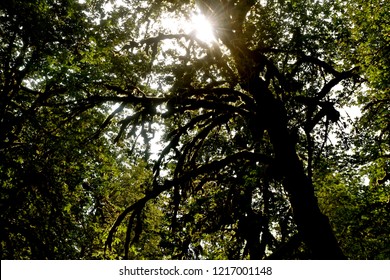 Old Growth Forest Located Off Of The Cascade Loop Highway In Washington State.