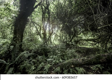 Old Growth Forest In Nord Kivu, DRC