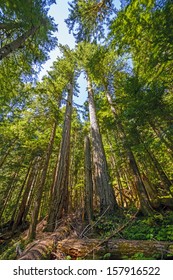 Old Growth Forest In Strathcona Provincial Park In British Columbia