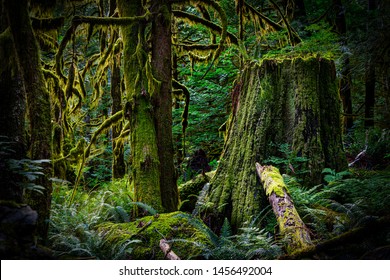 Old Growth Forest At Sunset