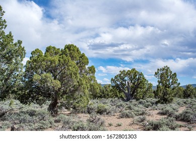 Old Growth Pinyon Juniper Woodland Vegetation Community Type Mixing With Low Growing Black Sagebrush (Atremesia Nova) Shrubland.