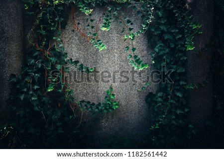 Old grunge stone wall texture and pattern background covered in green ivy. May be use for halloween design and text