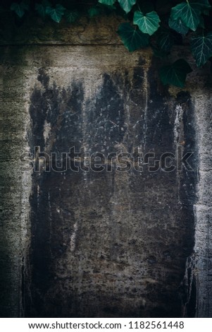 Old grunge stone wall texture and pattern background covered in green ivy. May be use for halloween design and text