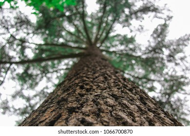 Old, Grunge Tree Trunk And Green Leafs With Different Perspective.