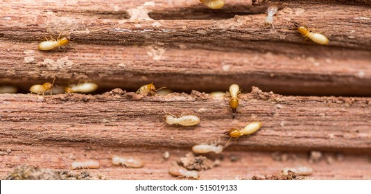 Old and grunge wood board was eating by group of termites - Shutterstock ID 515019133
