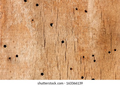 Bilder Stockfoton Och Vektorer Med Drywood Bug Shutterstock
