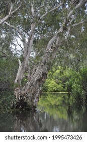 An Old Gum Tree On The Edge Of A Lake