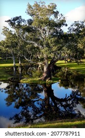 Old Gum Tree On A Little Island On The Lake