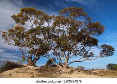 Old Gumtree Tree In Australian Outback