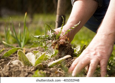 An old hand of active senior pulling out weed of his huge botanic garden; clearing; doing properly; hard work (focus on weed)