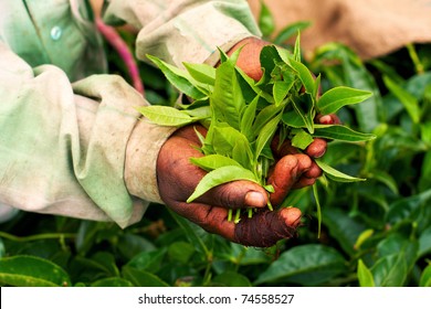 Old Hand Holding Tea Leaf