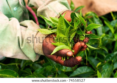 Old hand holding tea leaf