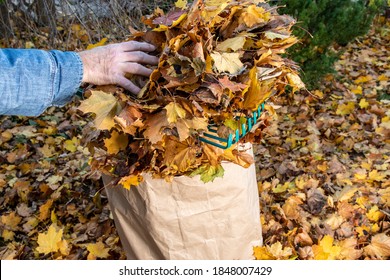 Old Hands Placing Eaves From A Lawn Rake Into A Yard Waste Paper Bag