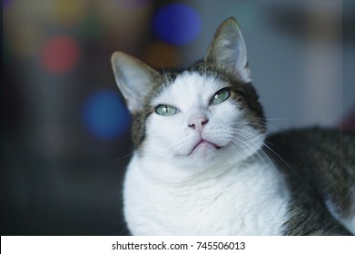 old happy cat look at the camera