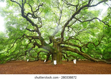 a old historic angel oak tree near charleston, south carolina