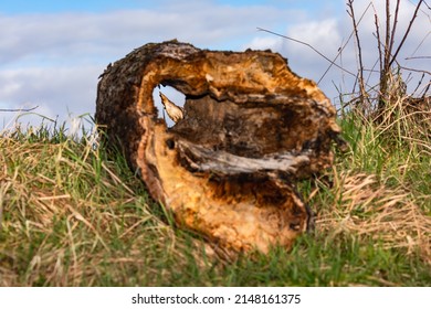 An old hollow tree stump lies in a rural meadow and allows a view of a splinter of wood behind it