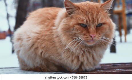 Old homeless red cat on the street. Close-up portrait cute American short hair cat. Cute cat face.