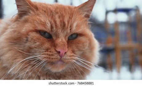 Old homeless red cat on the street. Close-up portrait cute American short hair cat. Cute cat face.