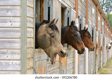 Old Horse In Stable, Funny Animal