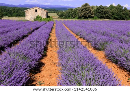 Similar – #A# Lavender Good Art