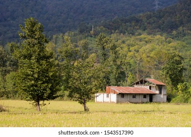 An old house near a forest - Shutterstock ID 1543517390