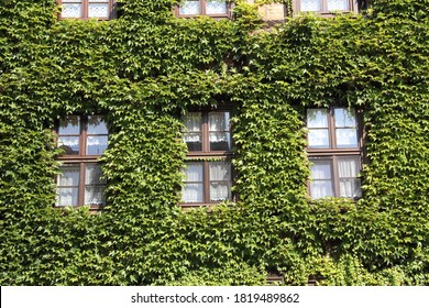 an old house overgrown with ivy - Powered by Shutterstock