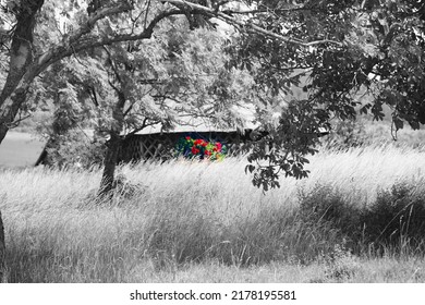 Old House With Red Flowers In Front, View Among The Trees ,black And White Pic