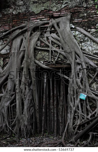 Old House Roots Tainan Taiwan Stock Photo Edit Now 53669737 - 