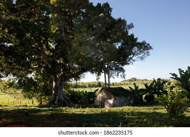 Old House In Tobacco Farm In Viñales, Cuba.