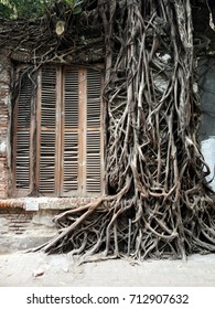 Old House With Wood Window Panel And Huge Wild Root