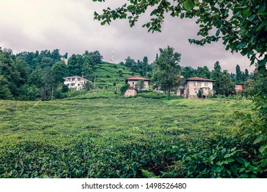 Old Houses And Green Tea Gardens In Trabzon.