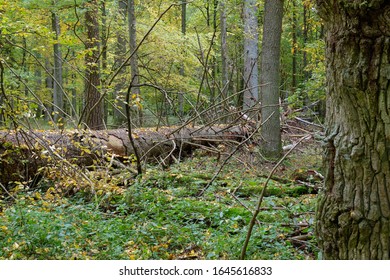 Old and huge norwegian spruce broken in autumn, Bialowieza Forest, Poland, Europe - Shutterstock ID 1645616833