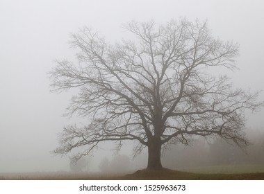 old huge oak without foliage hidden by thick fog, morning or evening in overcast weather, melancholy mood nature - Shutterstock ID 1525963673