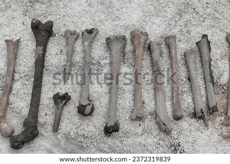 Old human bones dug up during exhumation.