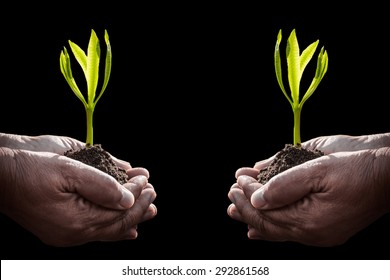 Old Human Hand Holding Plant On Black Background Mean Ages Is Can Not Stop You To Learn Or Do Something.