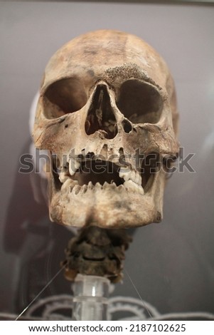 old human skull on a grey background